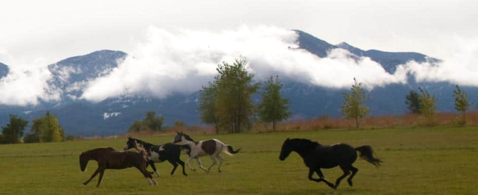 Rocky Mountain Equine Assisted Psychotherapy