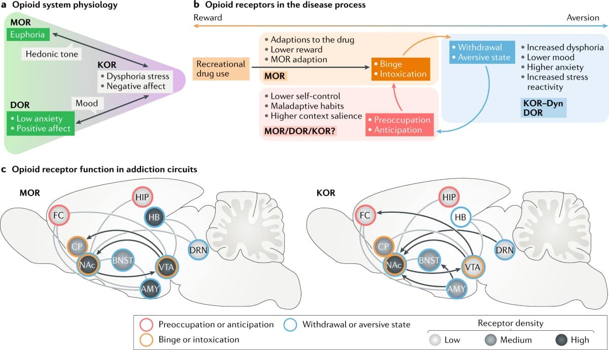 Explore a brain diagram highlighting opioid receptor sites affected by Percocet, and learn about effective treatment options for overcoming addiction.