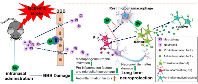 Salvinorin A interacting with kappa-opioid receptors in the brain - divinorum Salvinorin A interacting with kappa-opioid receptors in the brain - divinorum