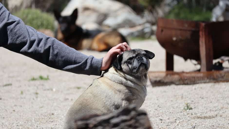 pet friendly drug rehab california