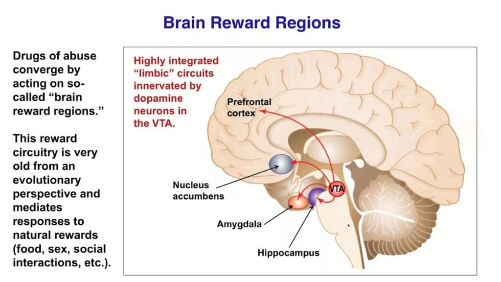 brain chemistry connection - mental health and substance abuse treatment brain chemistry connection - mental health and substance abuse treatment