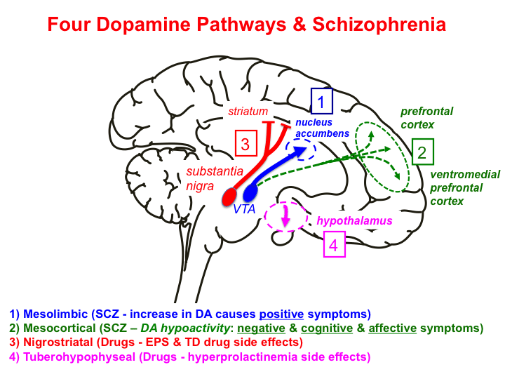 brain diagram showing dopamine and serotonin pathways - drug treatment for schizophrenia brain diagram showing dopamine and serotonin pathways - drug treatment for schizophrenia