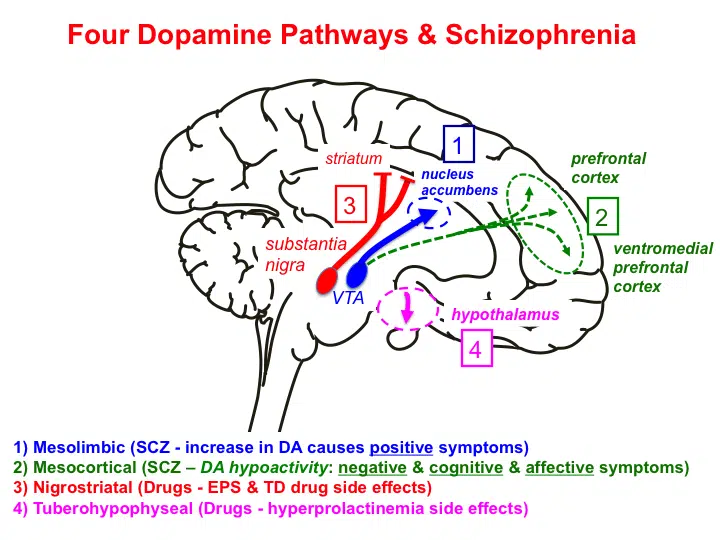 brain diagram showing dopamine and serotonin pathways - drug treatment for schizophrenia brain diagram showing dopamine and serotonin pathways - drug treatment for schizophrenia