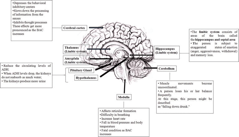 brain scan illustrating effects of alcohol - alcohol withdrawal timeline