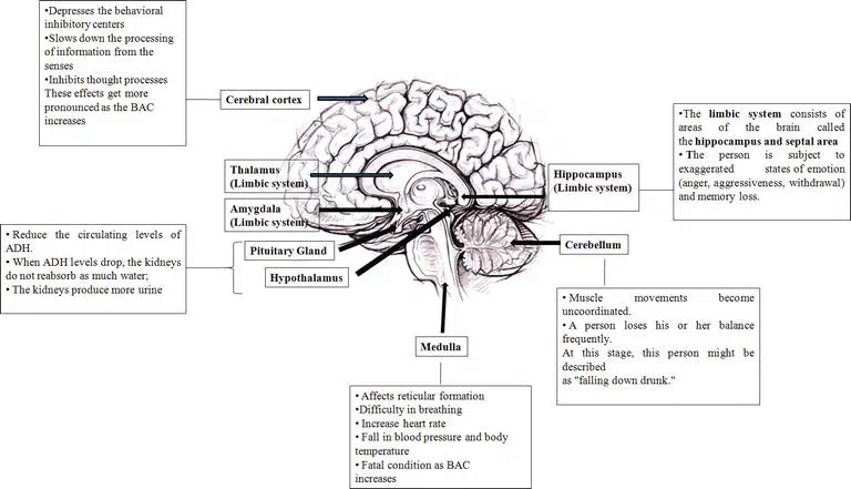 brain scan illustrating effects of alcohol - alcohol withdrawal timeline brain scan illustrating effects of alcohol - alcohol withdrawal timeline