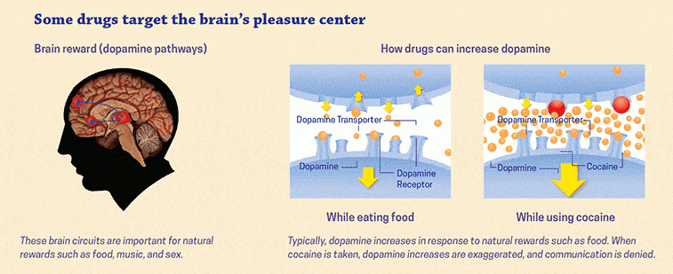 illustration of the brain's response to substance withdrawal - drug detox treatment centers illustration of the brain's response to substance withdrawal - drug detox treatment centers