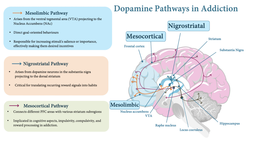 diagram of the brain's reward pathway highlighting key areas like the ventral tegmental area and nucleus accumbens - addiction diagram of the brain's reward pathway highlighting key areas like the ventral tegmental area and nucleus accumbens - addiction
