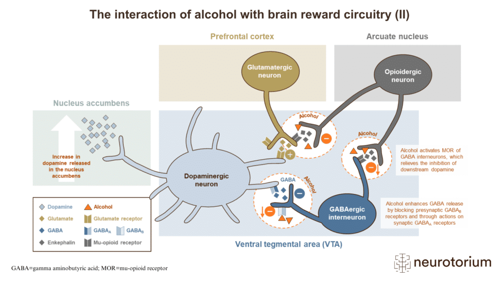 brain's reward pathways affected by alcohol - Alcohol Addiction