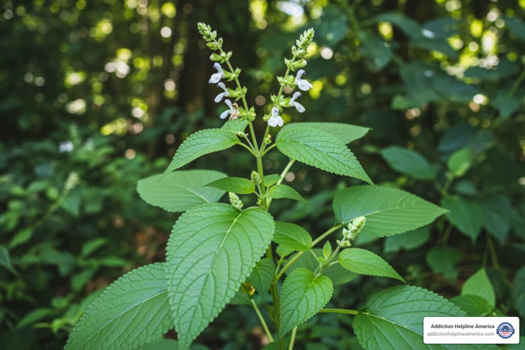 Salvia divinorum plant, known for its psychoactive and hallucinogenic properties.