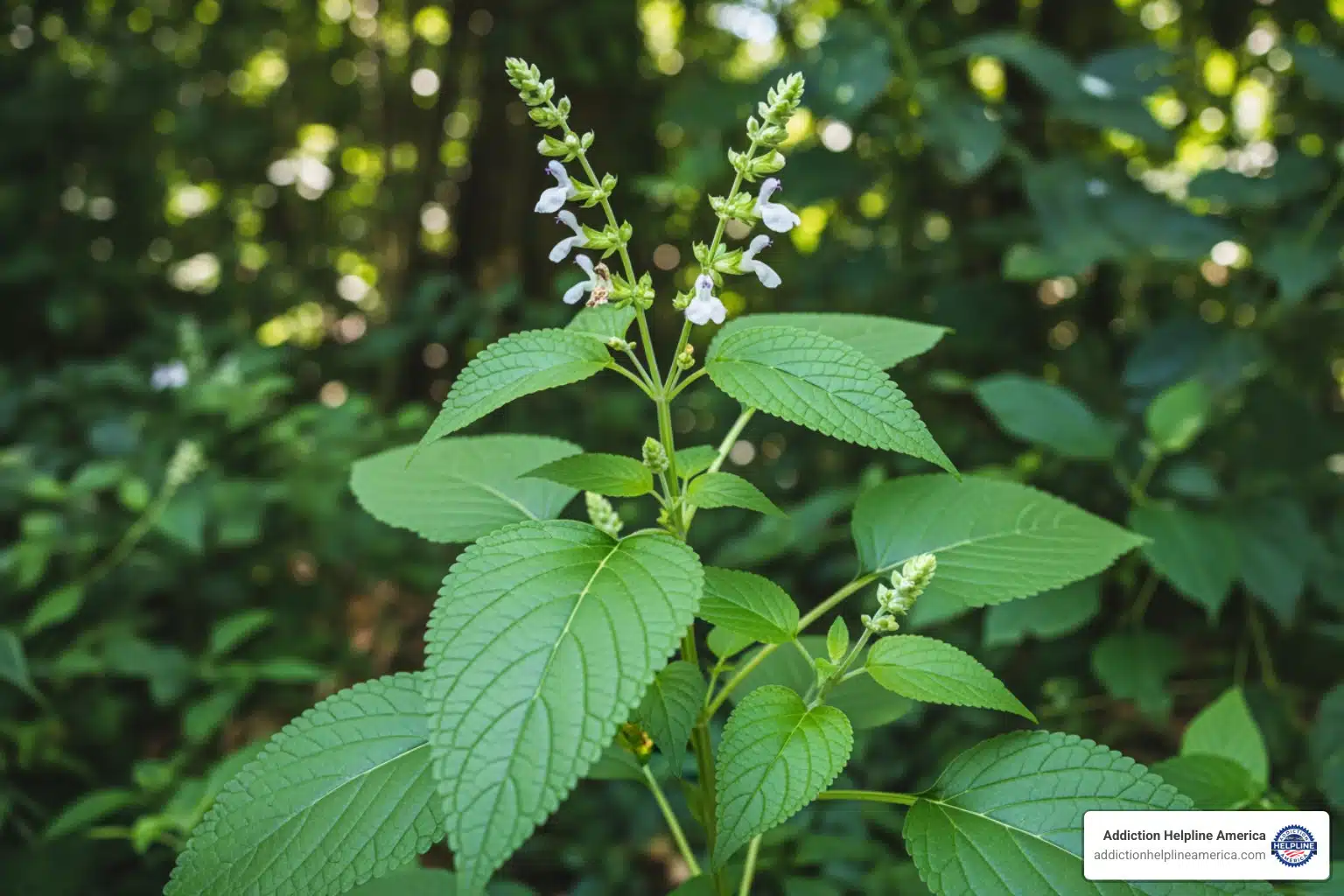 Salvia divinorum plant, known for its psychoactive and hallucinogenic properties.