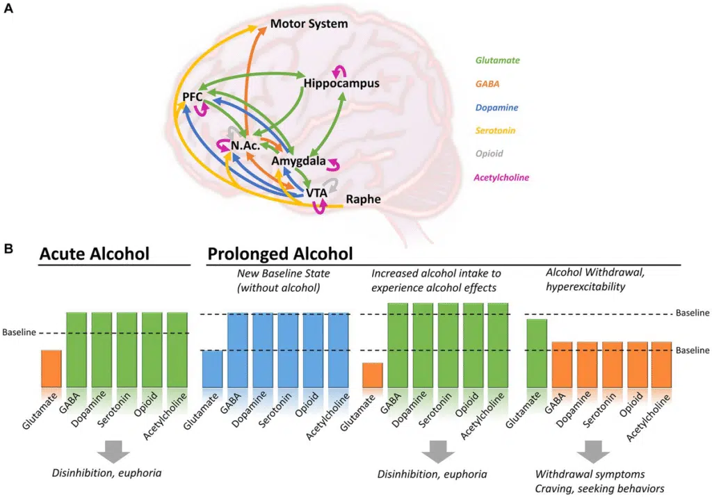 simplified brain diagram showing neurotransmitter imbalance - alcohol withdrawal symptoms simplified brain diagram showing neurotransmitter imbalance - alcohol withdrawal symptoms